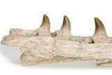 Mosasaur Jaw with Twelve Teeth - Morocco #225341-3